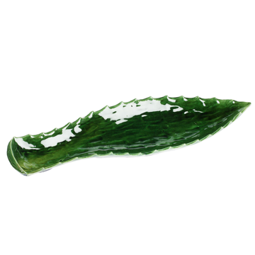 Immagine di Foglia agave verde